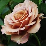 Amnesia Rose Flower Seeds for Planting – Heirloom Non-GMO High Germination Organic Garden Seeds