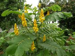 candelabra bush flower seeds
