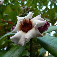 Strophanthus Flower Seeds White for Planting – Heirloom, Non-GMO, High Germination Organic Garden Seeds