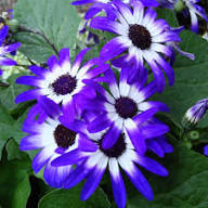Senetti Pericallis White Flower Seeds Pack for Planting – Heirloom, Non-GMO, High Germination Organic Garden Seeds