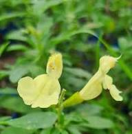 Yellow Sage Flower Seeds Heirloom Non-GMO High Germination Organic Garden Seeds for Planting