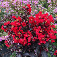Red Pseudarmeria Flower Seeds Heirloom Non-GMO High Germination Organic Garden Seeds for Planting