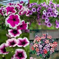 Semillas de Petunia Variadas – Herencia, No-OMG, Semillas de Jardín Orgánicas de Alta Germinación