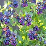 Purple Cerinthe Flower Seeds for Planting – Heirloom Non-GMO High Germination Organic Garden Seeds Seeds for Planting