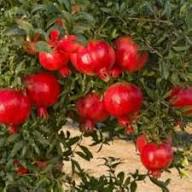 Pomegranate Seeds Red – Heirloom, Non-GMO, High Germination Organic Garden Seeds for Planting