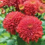 Red Chrysanthemum Flower Seeds for Planting – Heirloom, Non-GMO, High Germination Organic Garden Seeds