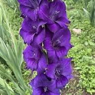 Purple Gladiolus Tristis Flower Seeds Heirloom Non-GMO High Germination Organic Garden Seeds for Planting