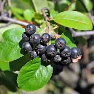 Aronia Melanocarpa Fruit Seeds for Planting Heirloom Non-GMO High Germination Organic Garden Seeds