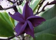 Purple Plumeria Flower Seeds Heirloom Non-GMO High Germination Organic Garden Seeds for Planting