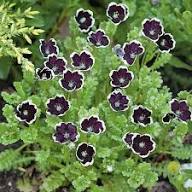Black White Nemophila Flower Seeds – Heirloom Non-GMO Organic Garden