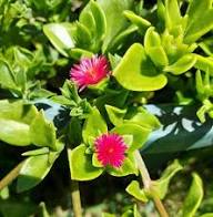 Red Mesembryanthemum Flower Seeds – Heirloom, Non-GMO, High Germination Organic Garden Seeds for Planting