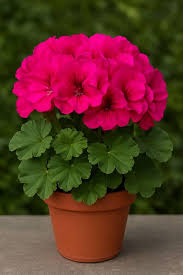 Pink Geranium Pelargonium Flowers Seeds – Heirloom, Non-GMO, High Germination Organic Garden Seeds for Planting