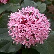 Cleome Flower Seeds Pink For Planting Heirloom Non-GMO High Germination Organic Garden Seeds for Planting