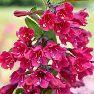 Pink Weigela Flower Seeds Heirloom Non-GMO High Germination Organic Garden Seeds for Planting