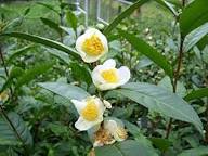 White Camellia Sinensis Flower Seeds – Heirloom, Non-GMO, High Germination Organic Garden Seeds for Planting