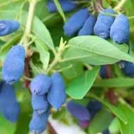 Haskap Fruit Seeds for Planting – Heirloom Non-GMO High Germination Organic Garden Seeds