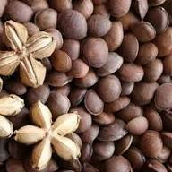 Sacha Inchi (Mountain Peanut) Plant Seeds for Planting – Heirloom Non-GMO High Germination Organic Garden Seeds Superfood Seeds for Planting