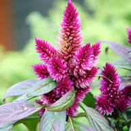 Pink Celosia Flower Seeds Heirloom Non-GMO High Germination Organic Garden Seeds for Planting