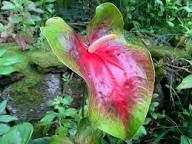 Rare Pigtail Anthurium Flower Seeds Heirloom Non-GMO High Germination Organic Garden Seeds for Planting