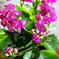 Purple Saintpaulia Flower Seeds – Heirloom Non-GMO High Germination Organic Garden Seeds