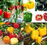 Mixed Pepper – Heirloom, Non-GMO, High Germination Organic Garden Seeds Planting