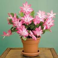 Schlumbergera Pink Flower Seeds for Planting – Heirloom, Non-GMO, High Germination Organic Garden Seeds