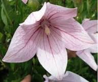 Pink Platycodon Grandiflorus Flower Seeds – Heirloom, Non-GMO, High Germination Organic Garden Seeds for Planting Seeds for Planting