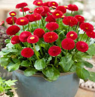 Rote Bellissima Blumensamen, alte Sorte, gentechnikfrei, hohe Keimrate, Bio-Gartensamen zum Pflanzen