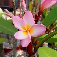 Pink Plumeria Flower Seeds for Planting – Heirloom Non-GMO High Germination Organic Garden Seeds