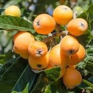 Loquat Nisperos Seeds Orange Heirloom Non-GMO High Germination Organic Garden Seeds for Planting