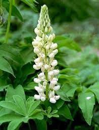 Weiße Lupinus Albus Blumensamen zum Pflanzen, samenfest, gentechnikfrei, hohe Keimfähigkeit, Bio-Gartensamen