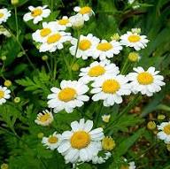 Semillas de Manzanilla Blanca – Orgánicas, No Modificadas Genéticamente, de Alta Germinación, Semillas de Jardín para Sembrar