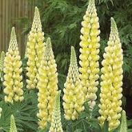 Lupine Flower Seeds Yellow – Heirloom Non-GMO High Germination Organic Garden