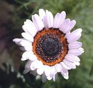 White Arctotis Fastuosa Flower Seeds Heirloom Non-GMO High Germination Organic Garden Seeds