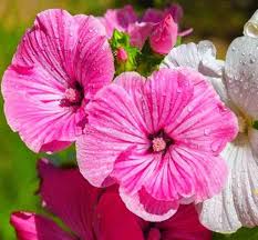 Pink Trimestris Flower Seeds Heirloom Non-GMO High Germination Organic Garden Seeds for Planting