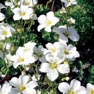 White Saxifrage Flower Seeds – Heirloom Non-GMO High Germination Organic Seeds