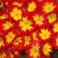 Yellow Red Primrose Flower Seeds – Heirloom, Non-GMO, High Germination Organic Seeds