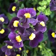 Purple Nemesia Flower Seeds – Heirloom, Non-GMO, High Germination Organic Garden Seeds for Planting