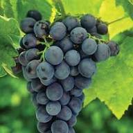 Blue Grape Fruit Seeds for Planting Heirloom Non-GMO High Germination Organic Garden Seeds