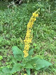 Agrimony For herb seeds