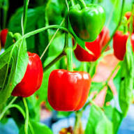 Pepper Chilli Red Seeds for Planting – Heirloom Non-GMO High Germination Organic Garden Seeds
