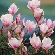 Semillas de Flores Soulangiana Blancas Rosadas para Plantar Semillas de Jardín Orgánicas de Alta Germinación No Transgénicas de Herencia