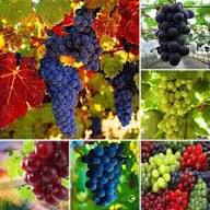 Grape Seeds Mixed Heirloom Non-GMO High Germination Organic Garden Seeds for Planting