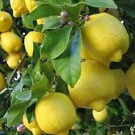Yellow Citrus Lemon Tree Seeds Heirloom Non-GMO High Germination Organic Garden Seeds for Planting
