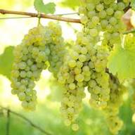 White Grape Muscat (Vitis vinifera) Fruit Seeds for Planting – Heirloom, Non-GMO, High Germination Aromatic Backyard Garden Seeds