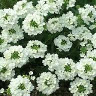 Semillas de flor de verbena blanca – Cimera, sin OGM, semillas orgánicas de alta germinación