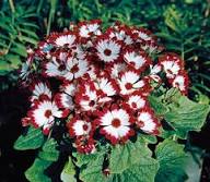 Red White Cineraria Flower Seeds Heirloom Non-GMO High Germination Organic Garden Seeds
