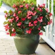 Semillas de flor de begonia roja tuberosa, reliquia, sin OMG, alta germinación, semillas orgánicas para jardín, para plantar