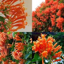 Red Russelia Equisetiformis Flower Seeds for Planting – Heirloom, Non-GMO, High Germination Organic Garden Seeds