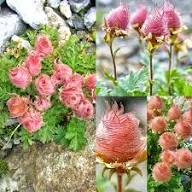 Red Geum Reptans Flower Seeds – Heirloom Non-GMO High Germination Organic Garden Seeds for Planting